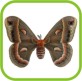 Cécropia