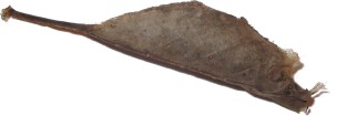 cocon_Scerisier3.jpg