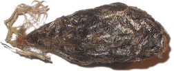 cocon_Smeleze4.jpg